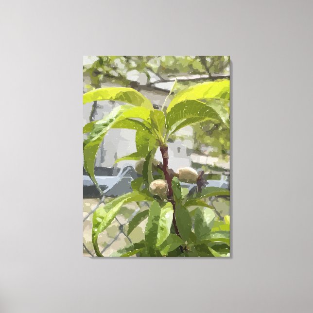 Persikoträd Utskrift på sträckt canvas (Framsida)