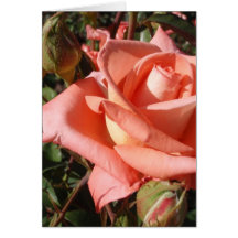Persikrosa ros
