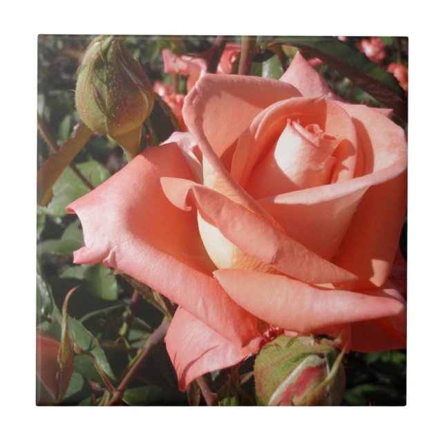 Persikrosa Ros Kakelplatta (Framsidan)