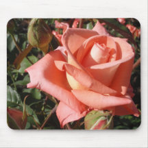 Persikrosa Ros