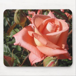 Persikrosa Ros Musmatta