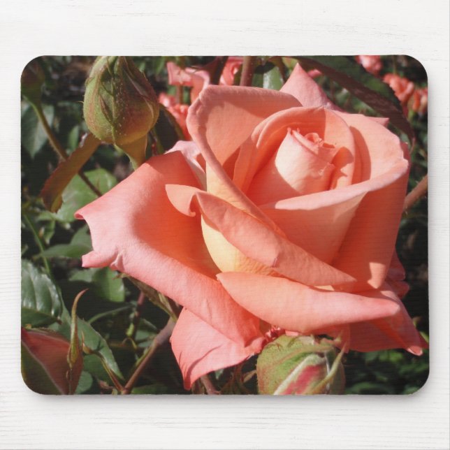 Persikrosa Ros Musmatta (Framsidan)