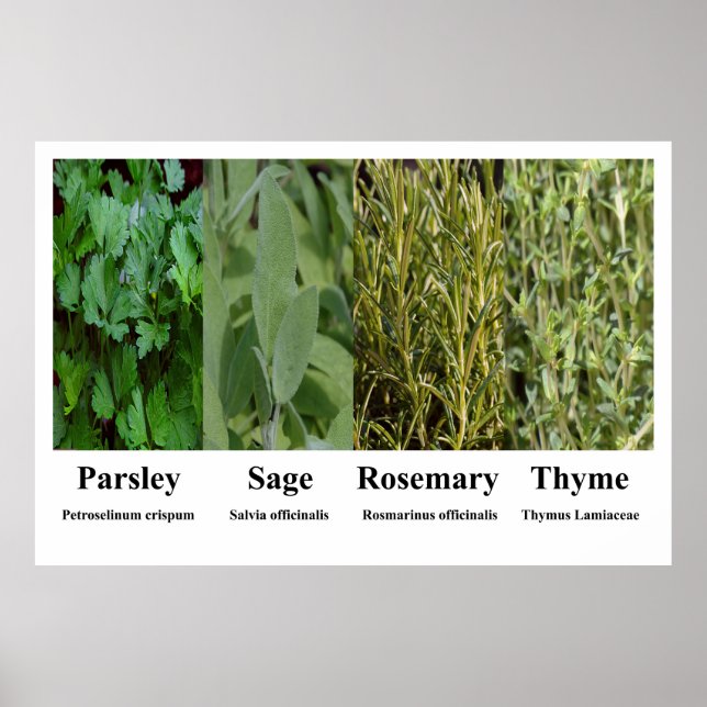 Persilja Salvia Rosmarin Timjan Örter Kryddor Affi Poster (Framsidan)