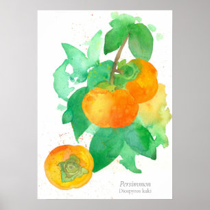 Persimmon Fruit Botanical Watercolor Poster