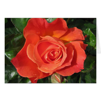 Persimmon Ro OBS Kort