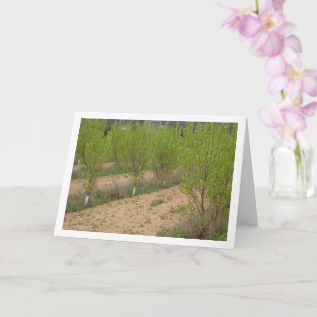 Persimmon Träd i Vår-kort Kort (Orkide)