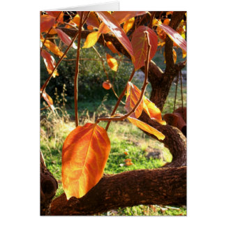 Persimmons Hälsningskort