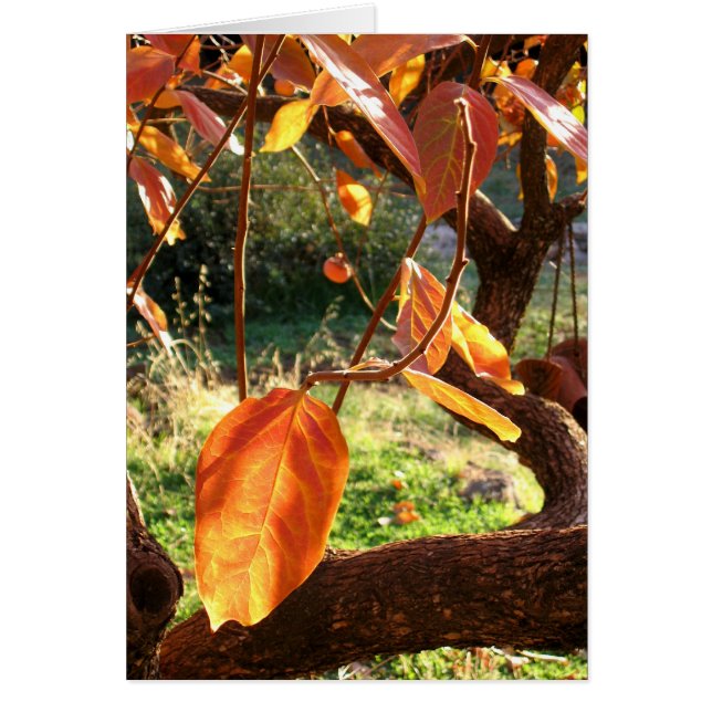 Persimmons Hälsningskort (Framsidan)