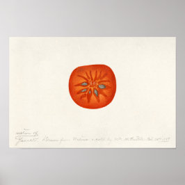 Persimon (Diospyros) - Färgmålning på frukt Poster