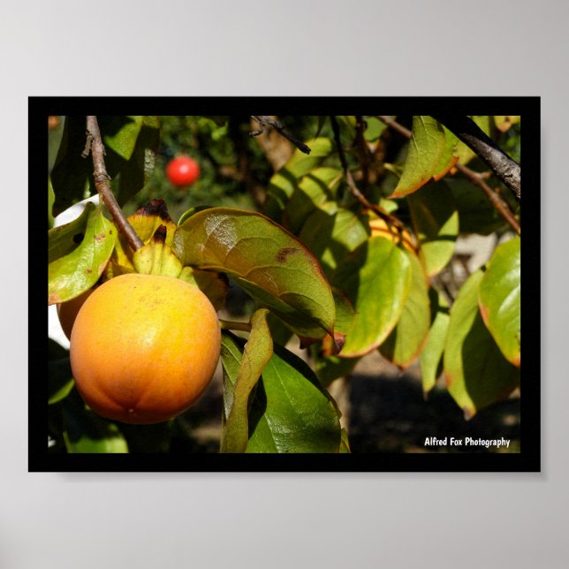 Persimonfrukt i träd poster (Framsidan)