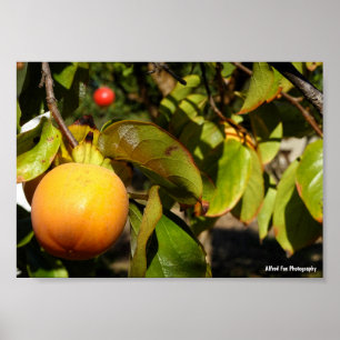 Persimonfrukt i träd poster