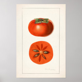 Persimons färgsfärg för frukt poster