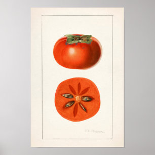 Persimons färgsfärg för frukt poster