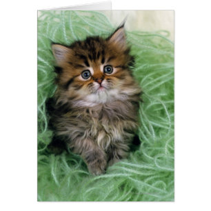 Persisk katt; är en av de äldsta kattraserna. hälsningskort