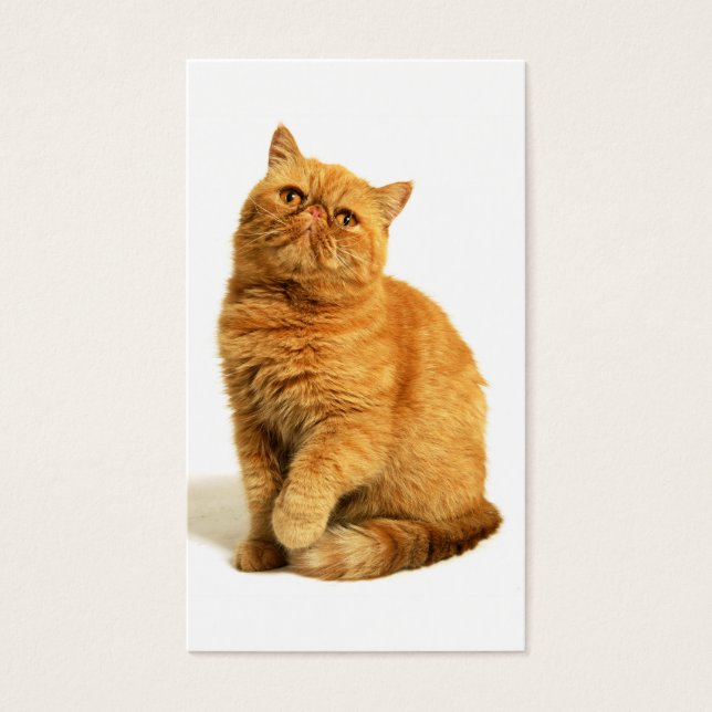 Persisk katt visitkort (Framsidan)