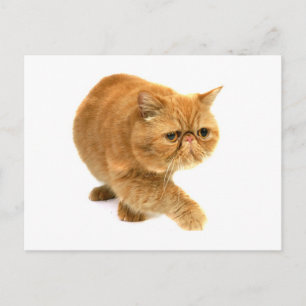 Persisk katt vykort
