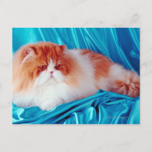 Persisk katt vykort
