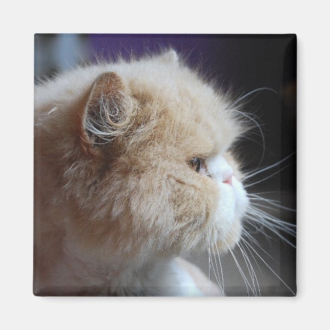 Persisk kattmagnet med PurrFect Magnet (Framsidan)