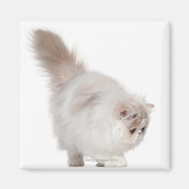 Persisk kattunge (3 månader gammal) magnet (Framsidan)