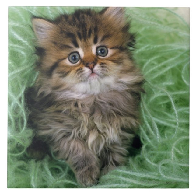 Persisk kattunge kakelplatta (Framsidan)