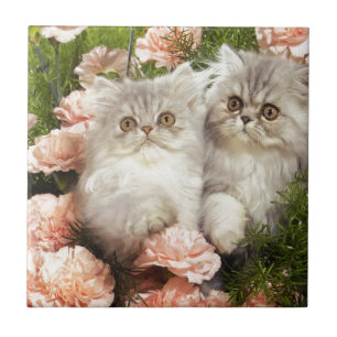 Persisk kattungelek i rosa blommor kakelplatta