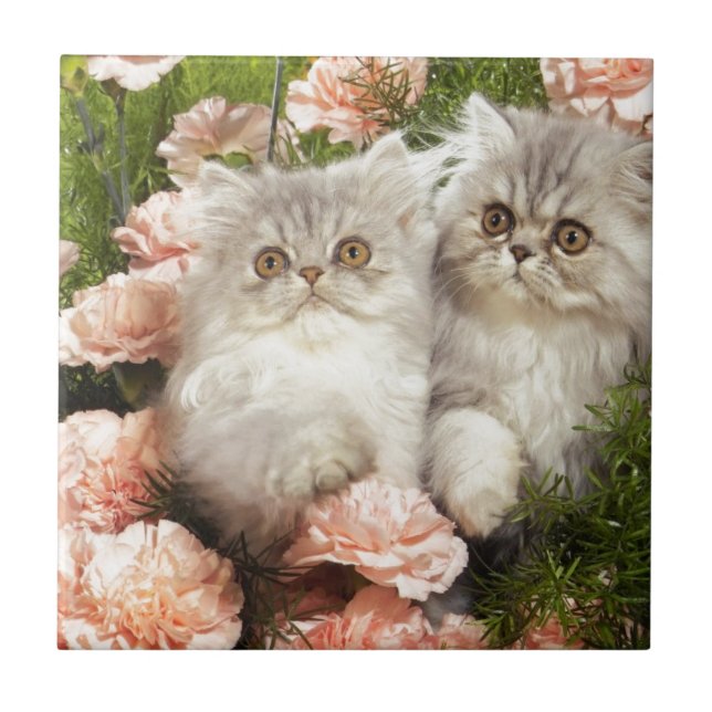 Persisk kattungelek i rosa blommor kakelplatta (Framsidan)