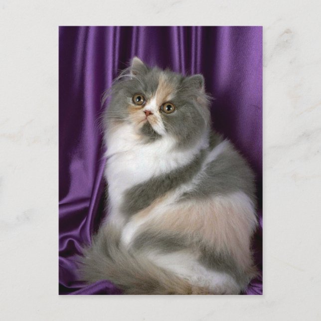 Persiska, blå, torkade och vita vykort (Framsida)