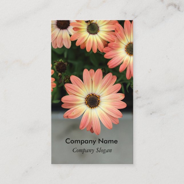 Persiska Färg-afrikanska Daisy Visitkort (Framsida)