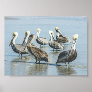 Persiska på en Florida Beach Poster Skriv ut