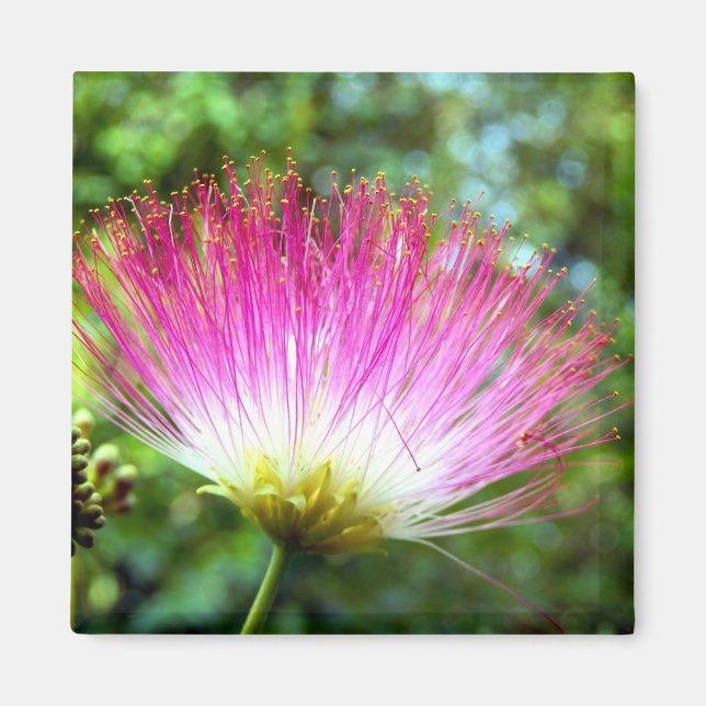 Persiska Silke Träd Flower Magnet (Framsidan)