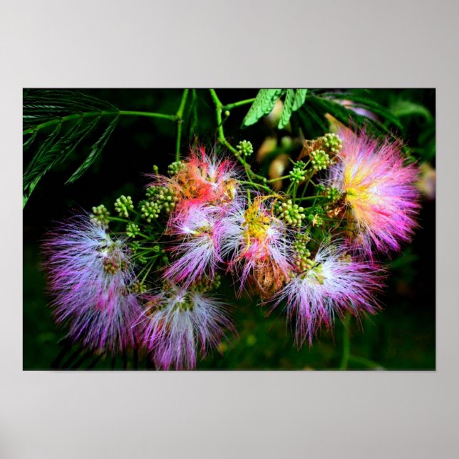 Persiska Silke Träd (Mimosa) i fullt-blomman Poster (Framsidan)