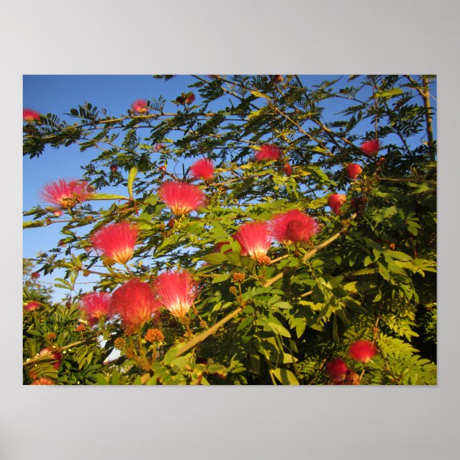 Persiska Silke Träd Poster (Framsidan)