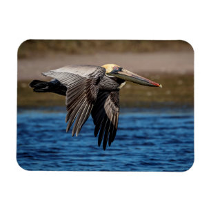 Persiska under flygning magnet