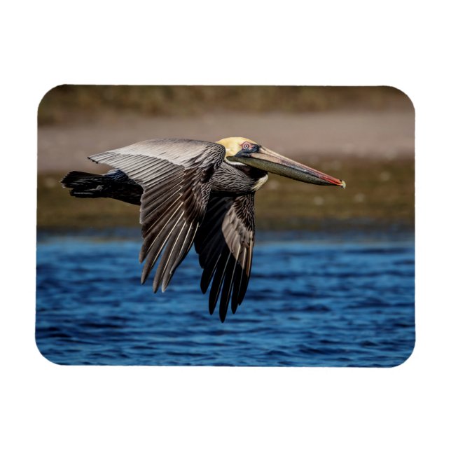Persiska under flygning magnet (Horisontell)