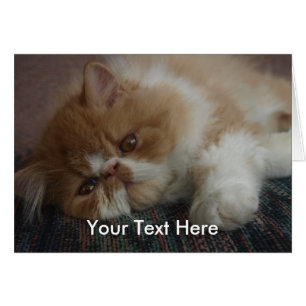 Persiskt kattungekort hälsningskort