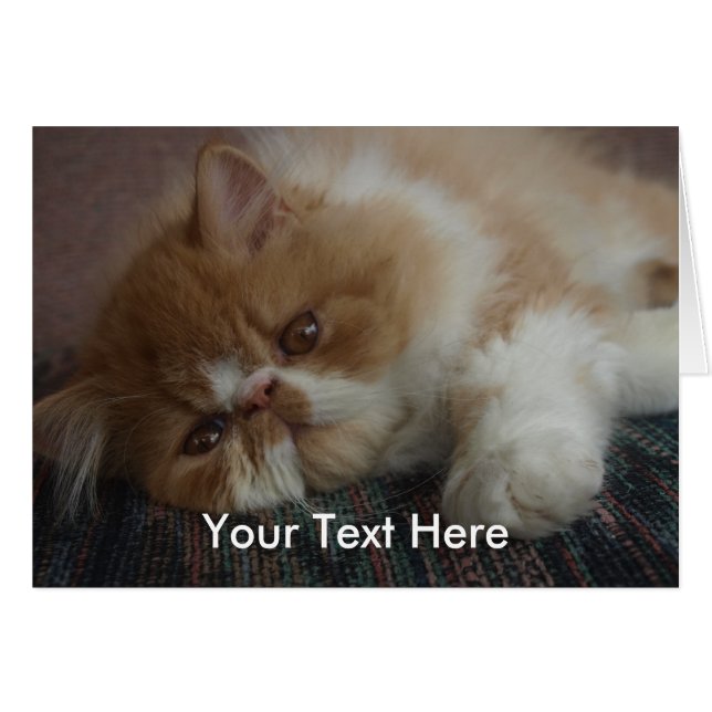 Persiskt kattungekort hälsningskort (Framsidan Horizontal)