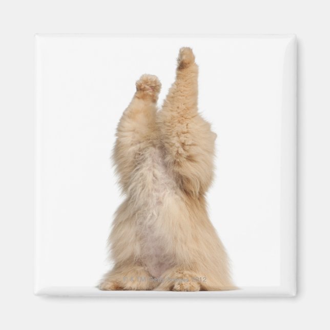 Persiskt spel (3 år gammalt) magnet (Framsidan)