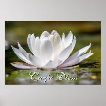Personal Carpe Diem white vatten lily blommar