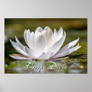 Personal Carpe Diem white vatten lily blommar Poster