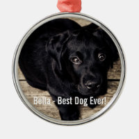 Personifierat svart lab hundfoto- och hundnamn