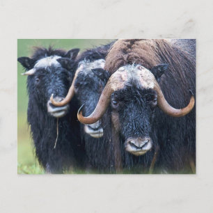 Personlig Anpassningsbar eget foto och egen text Vykort