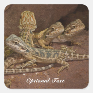 Personlig Baby Bearded Dragon Lizard Jigszawa Puz Fyrkantigt Klistermärke