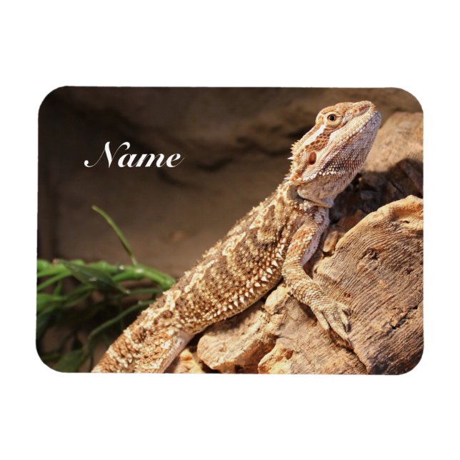 Personlig Baby: Beared Dragon Lizard Magnet (Horisontell)