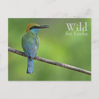Personlig Bee-eater Vykort