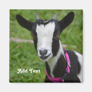 Personlig Black and White Dwarf Goat Magnet