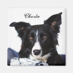 Personlig Black and White Gräns Collie Magnet