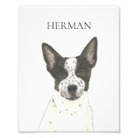 Personlig Black and White Heeler Cattledog