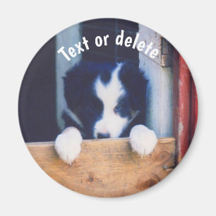 Personlig Border Collie Valp Magnet