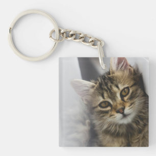 Personlig Cat Photo