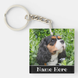 Personlig Cavalier Kung Charles Spain Hund